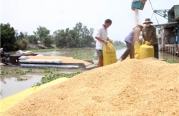 Mua tạm trữ lúa gạo – Giải pháp điều tiết thị trường 